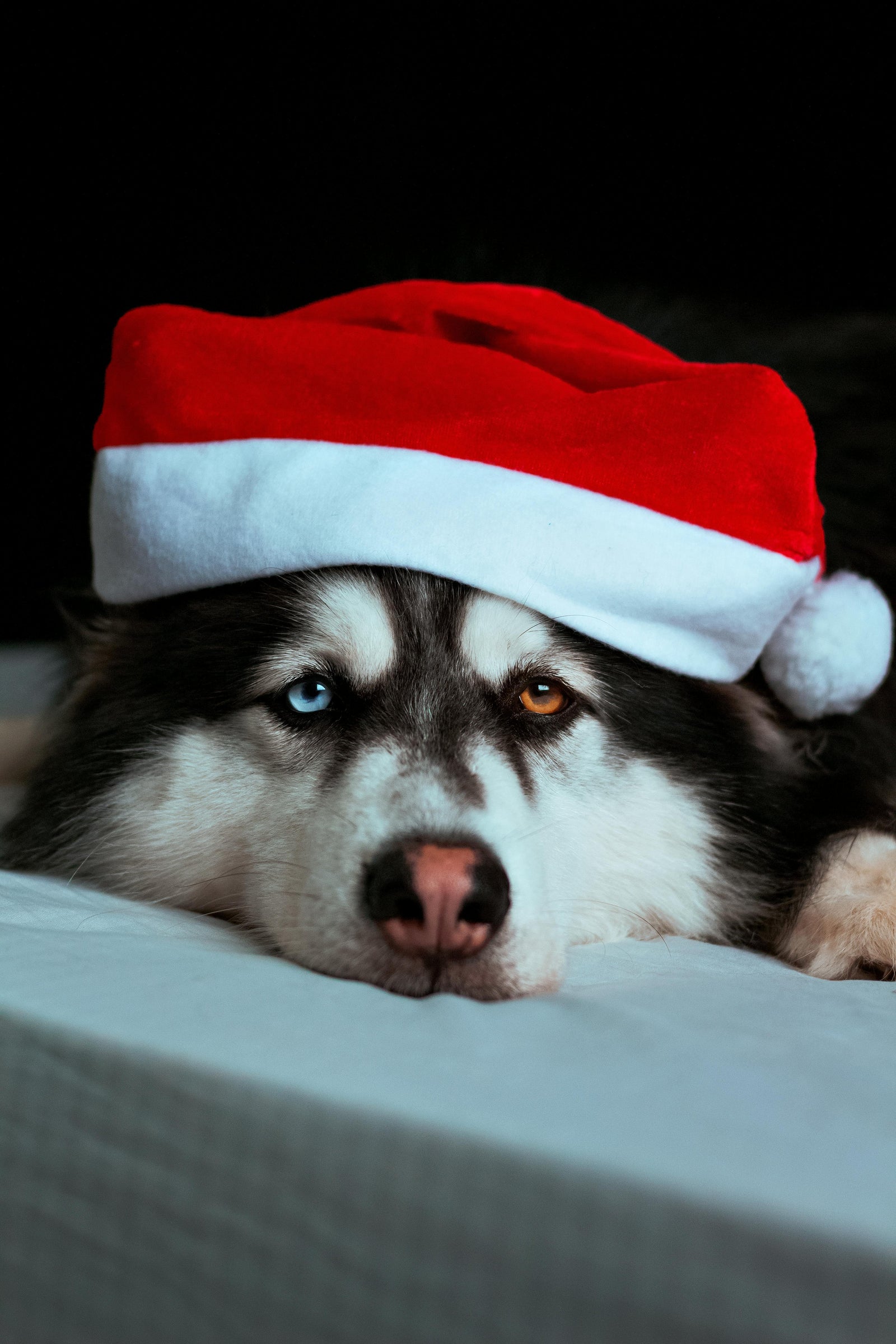 Who’s been a good boy? The Growing Trend of Pet Photos with Santa in the UK