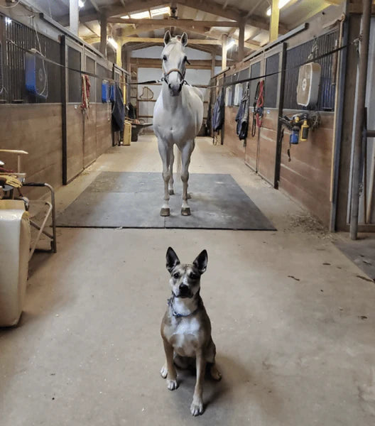 Horse Washing Area Tiles 30mm - 50cm x 50cm GYM FLOORING GymFloors   